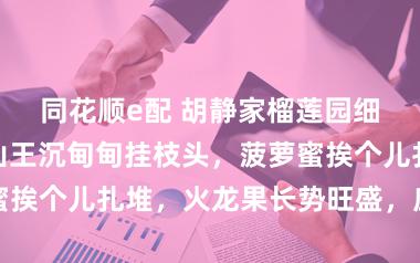 同花顺e配 胡静家榴莲园细节流出！猫山王沉甸甸挂枝头，菠萝蜜挨个儿扎堆，火龙果长势旺盛，应有尽有